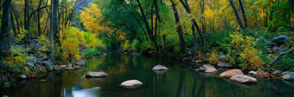 Wide shot of calm river shaded by tall trees beginning to change for autumn